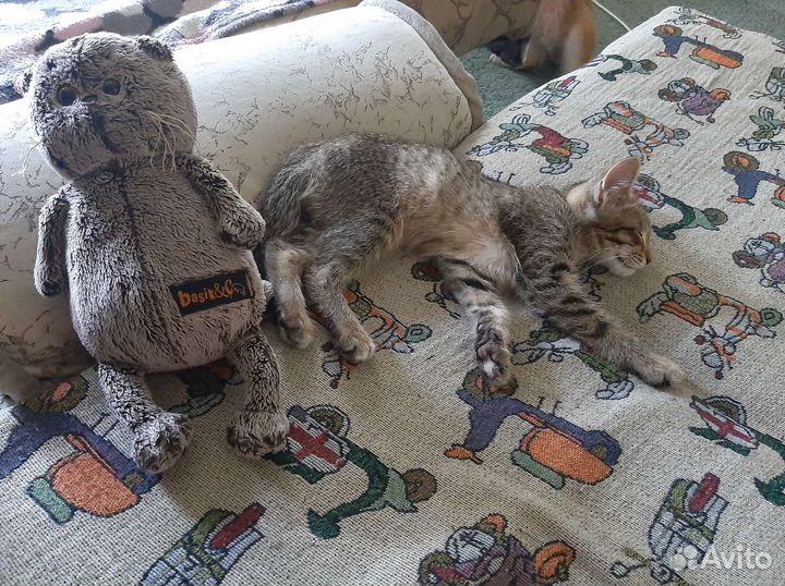 Котенок в дар(девочка)