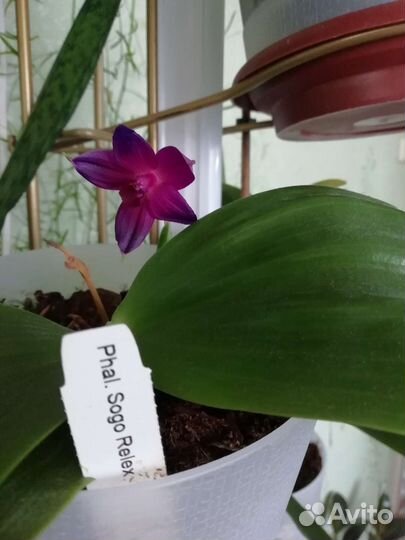 Орхидея