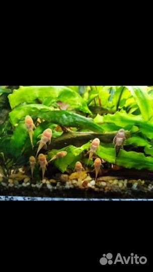 Сомики анциструсы