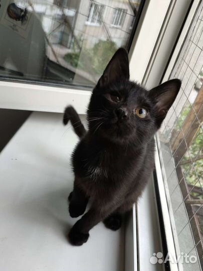 Котенок в добрые руки