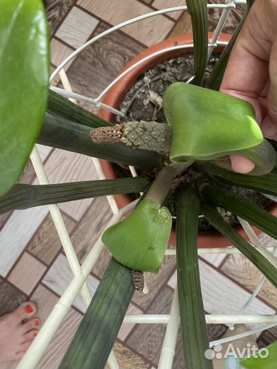 Замиокулькас