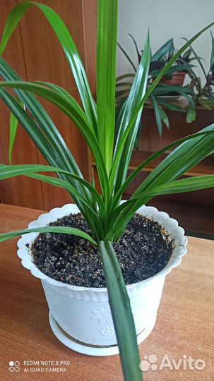 Пальма панданус