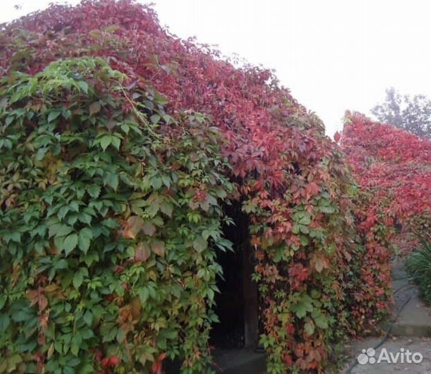 Саженцы девичий виноград