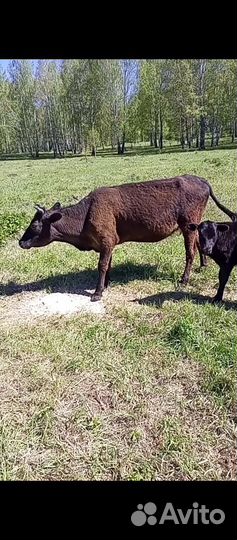 Корова с теленком