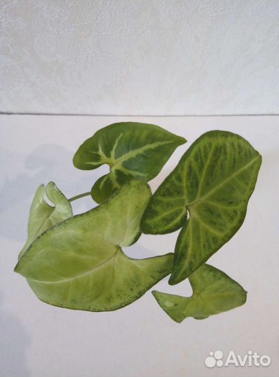 Бегонии,Сингониум,Традесканция Alb,Декабрист бел