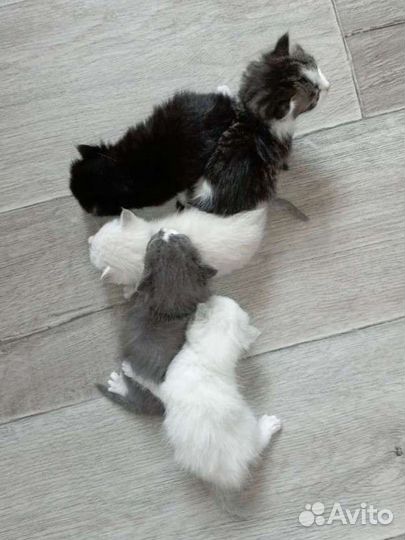 Котята бесплатно