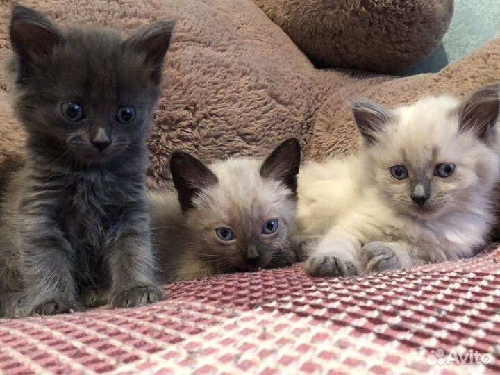 Отдам котят в добрые руки