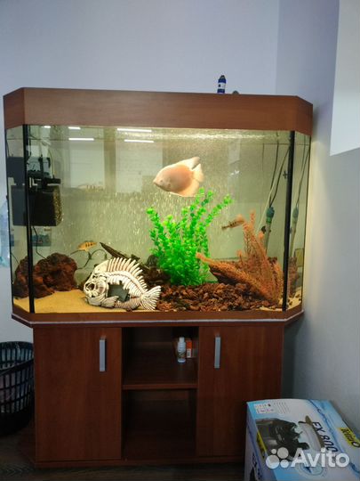 Промысловые гурами, цихлы келберри, аквариум 300л