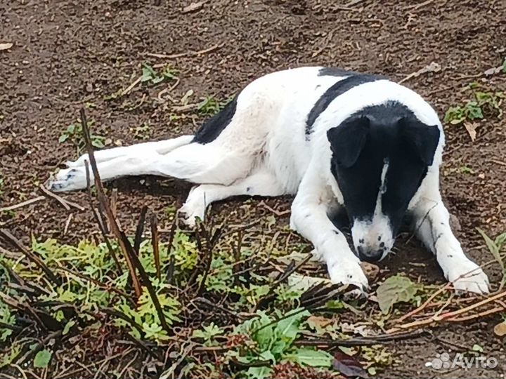 В добрые ручки