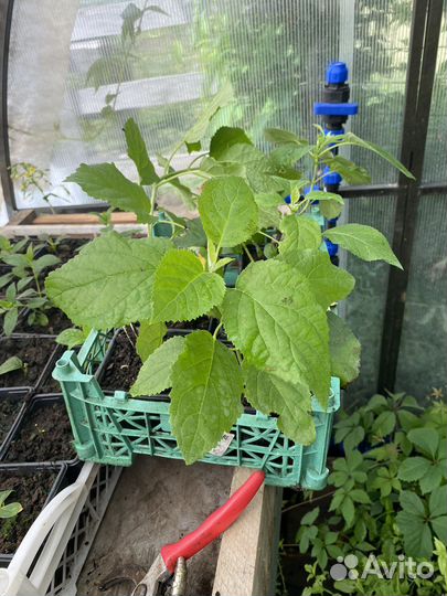 Многолетние цветы для сада