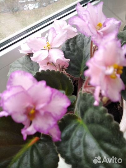 Сортовые фиалки