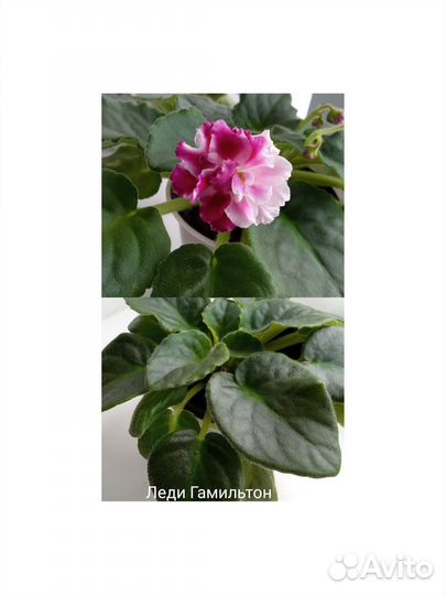 Цветущие фиалки