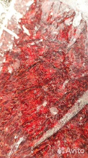 Артемия Мотыль Циклоп