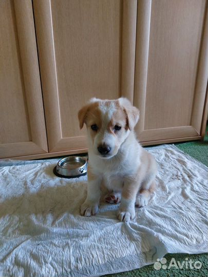 Щенок мальчик В добрые руки