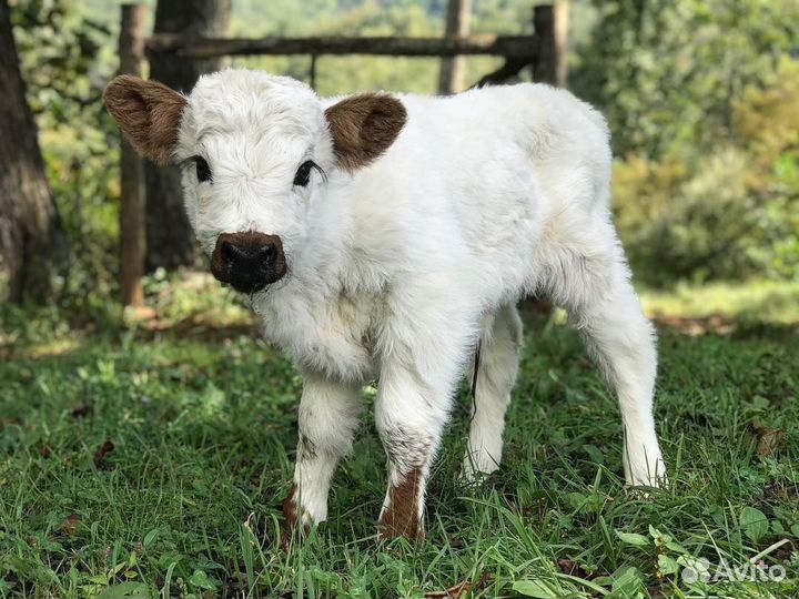 Бычки бычок