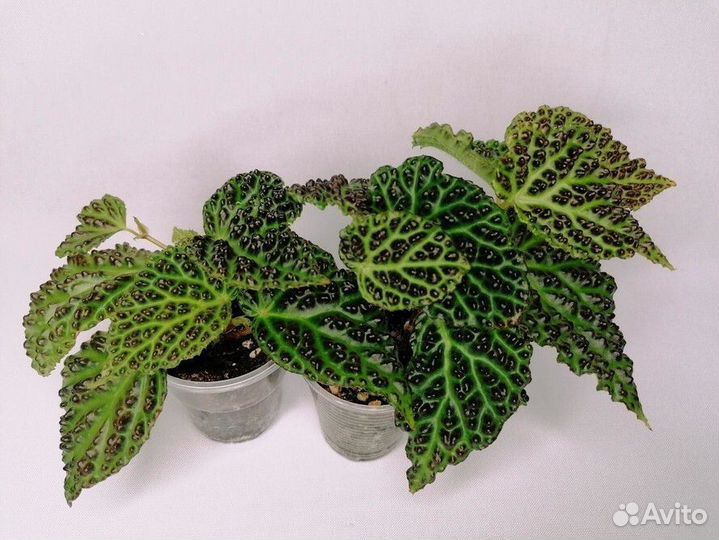 Бегония Dracopelta