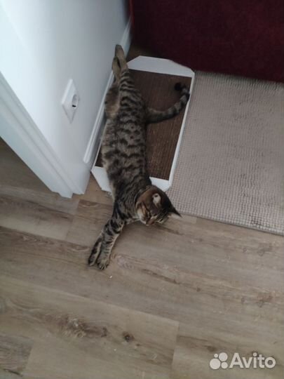 Котик помогите найти