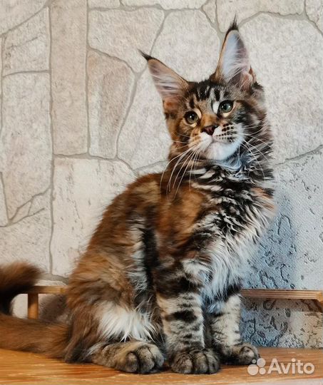 Котенок мейн-кун