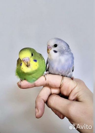 Птенцы волнистый попугай Абсолютно ручные