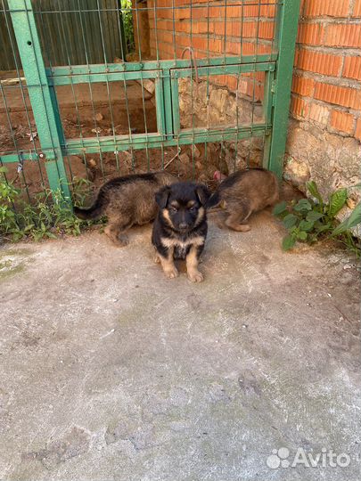 Метис немецкой овчарки