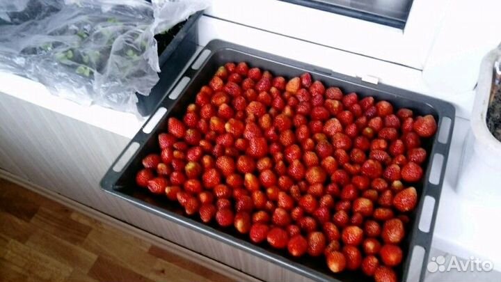 Рассада элитной клубники. Усы