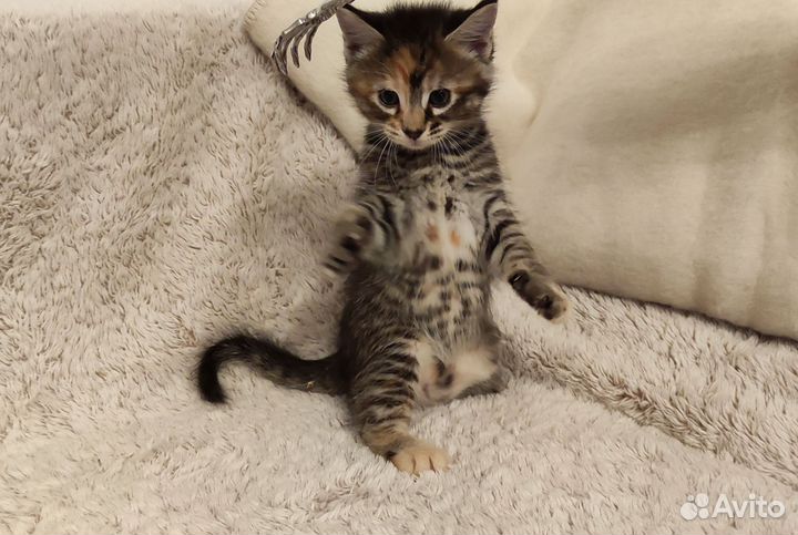 Котята мейн-кун