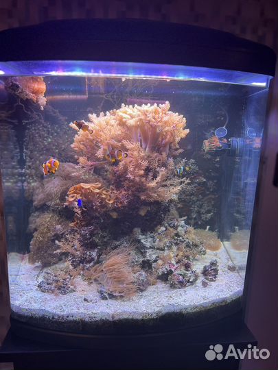 Морской аквариум с рыбками