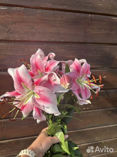 Лилии.Срезка.Букет