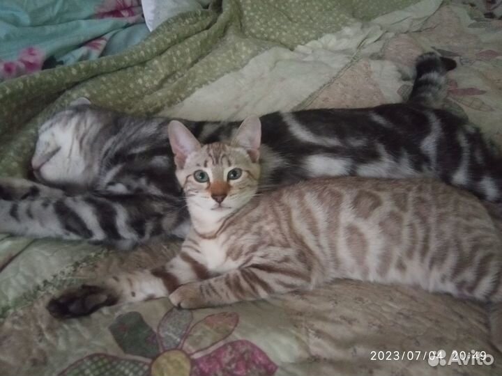 Бенгальский котенок мальчик