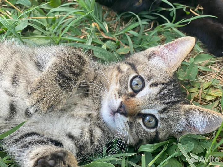 Котята бесплатно