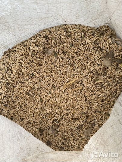 Продам зерно в мешках овес ячмень пшеница
