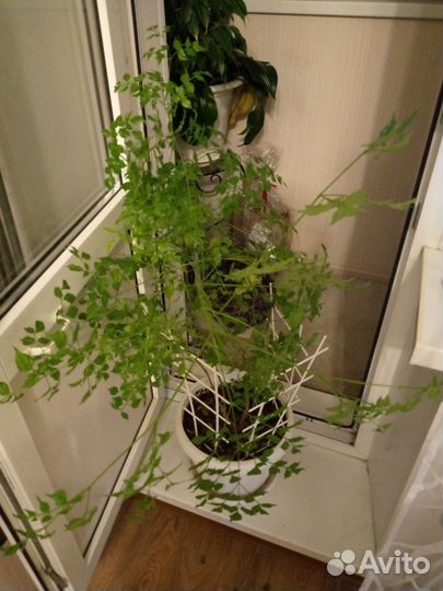 Фикус,гиппеаструм