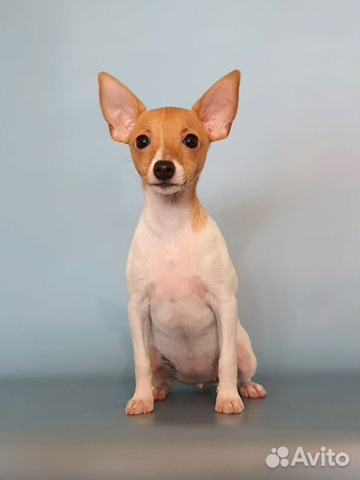 Той фокстерьер