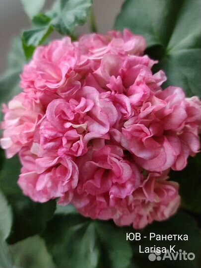 Пеларгонии сортовые