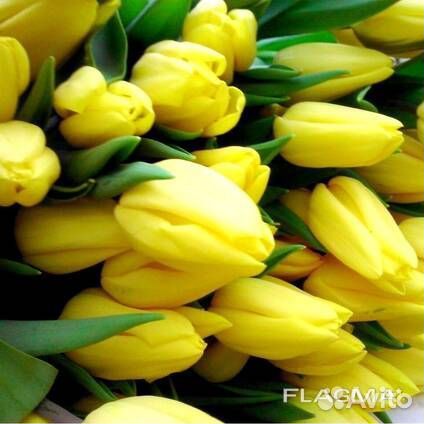 Тюльпаны к 8 Марта жёлтые
