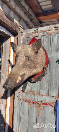 Чучело дикого кабана