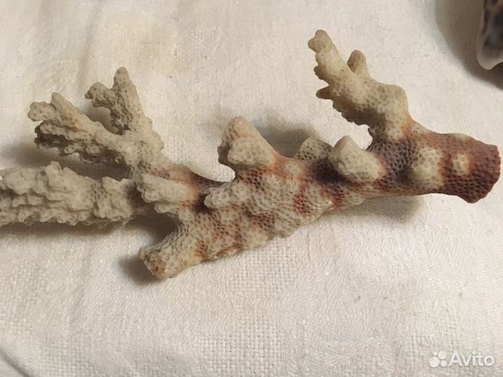 Кораллы и Ракушки