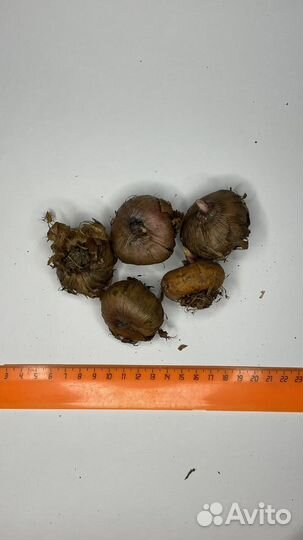 Проснувшиеся луковицы гладиолусов