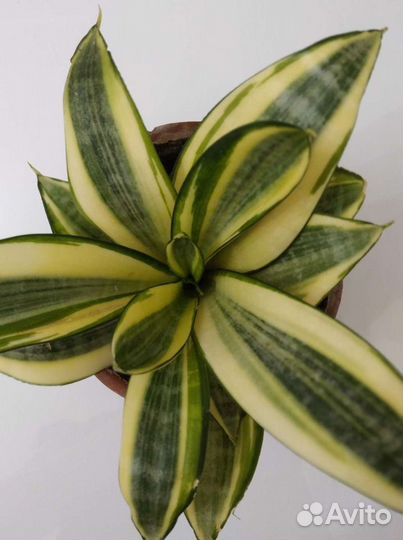Сансевиерия ханни голд