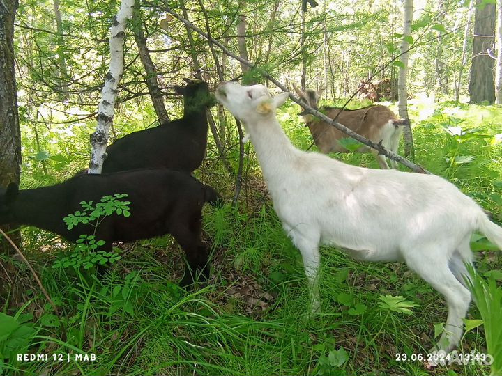 Продам козочек