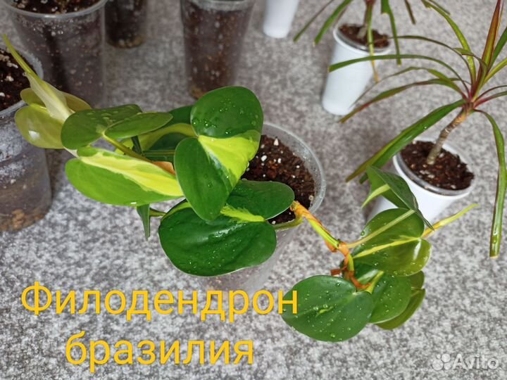 Черенки комнатных растений