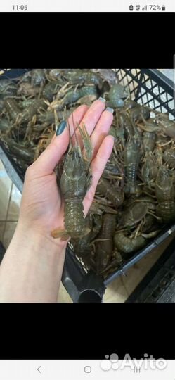 Живые раки, доставка бесплатно