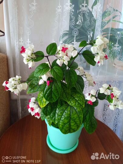 Клеродендрум