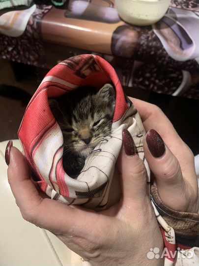 Отдам в добрые руки