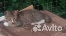 Кошка серая молодая