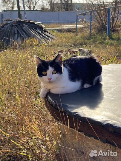 Котенок девочка в добрые руки