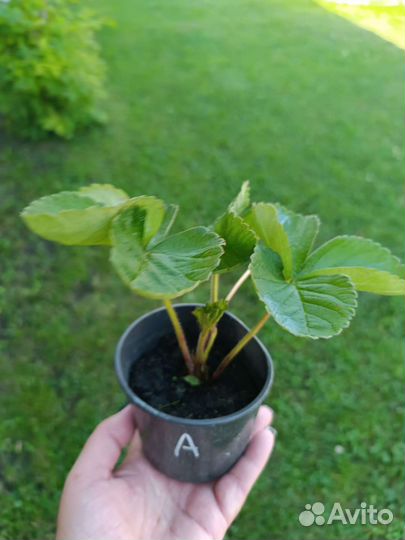 Рассада клубники Азия