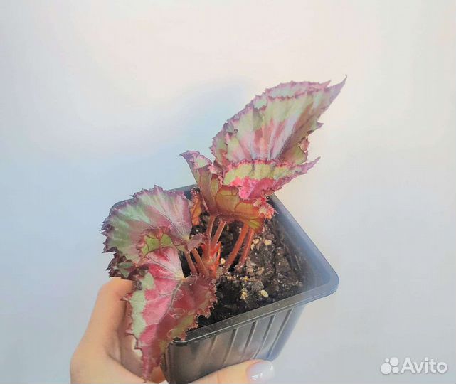 Бегония красная