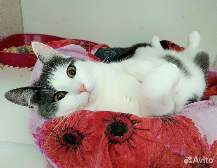 Котик дениска