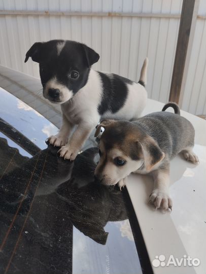 Щенки русский той-терьер в добрые руки